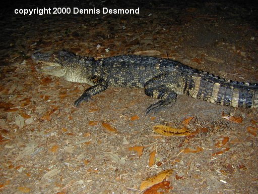 Alligator mississippiensis16-American Alligator-by Dennis Desmond.jpg