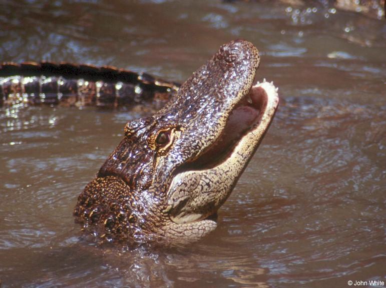 American Alligator0003-by John White.jpg