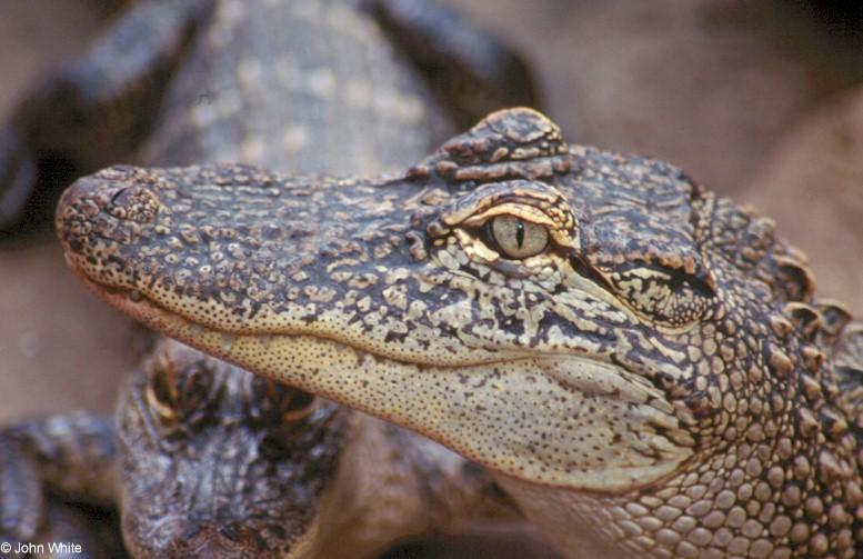 American Alligator0017-by John White.jpg