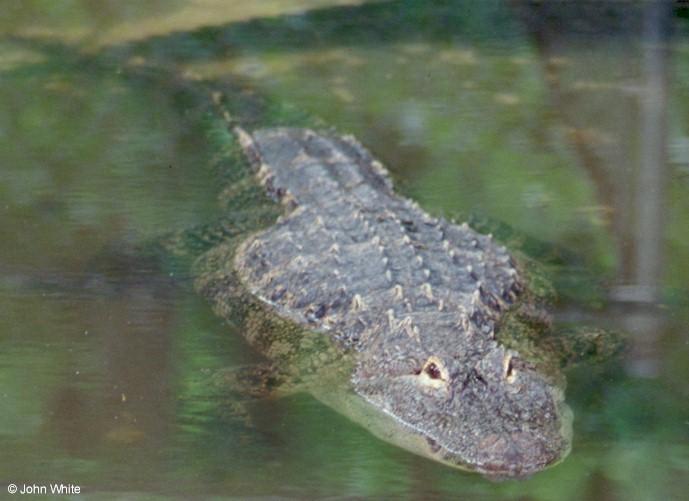 American Alligator0018-by John White.jpg