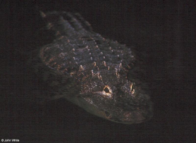 American Alligator0019-by John White.jpg
