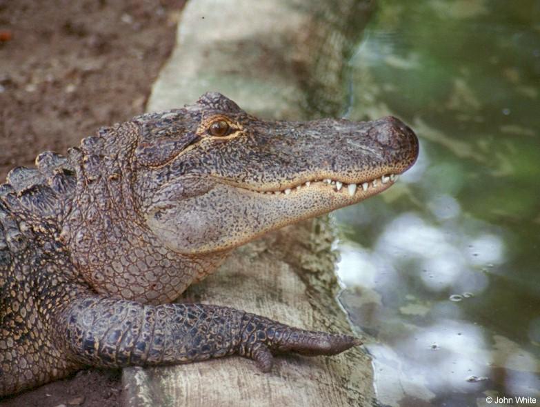 American Alligator0020-by John White.jpg
