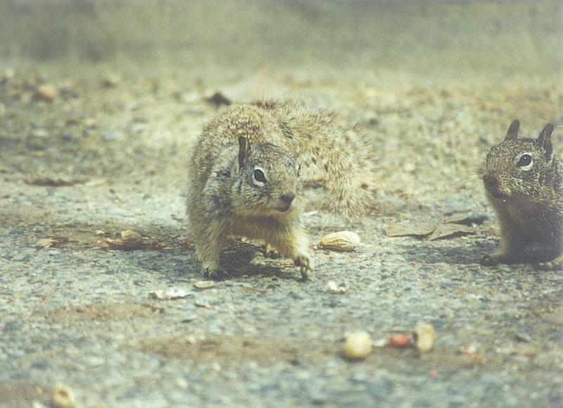 April12 2001-California Ground Squirrels-by Gregg Elovich.jpg