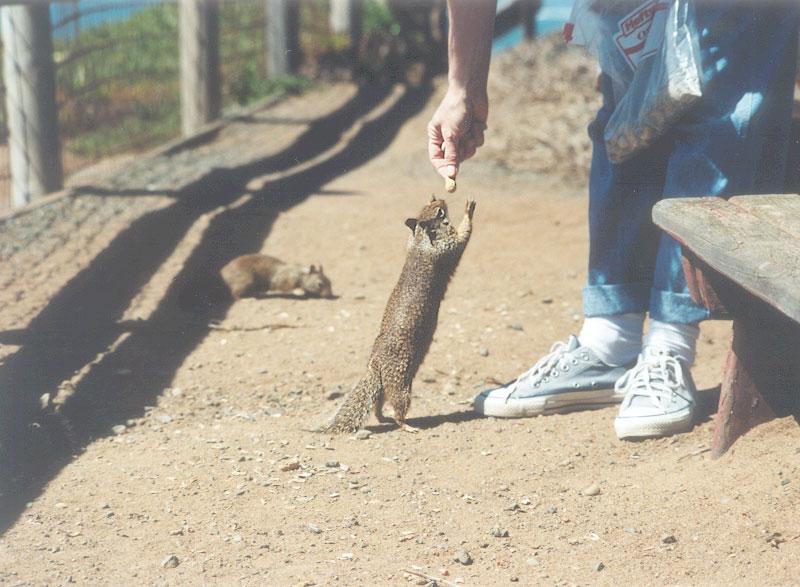 April13 2001-California Ground Squirrel feeding-by Gregg Elovich.jpg