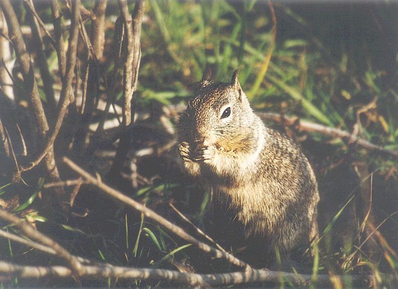 April15 2001-California Ground Squirrel eating-by Gregg Elovich.jpg