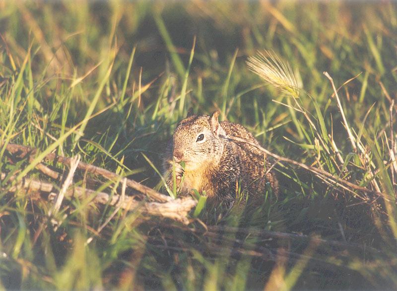 April16 2001-California Ground Squirrel-by Gregg Elovich.jpg