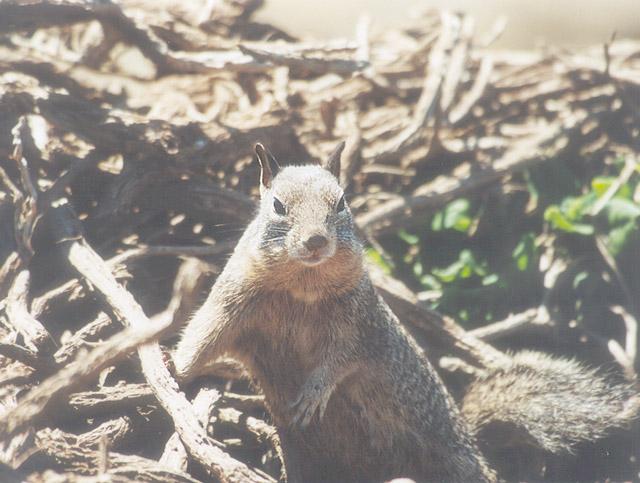 April18 2001-California Ground Squirrel-by Gregg Elovich.jpg