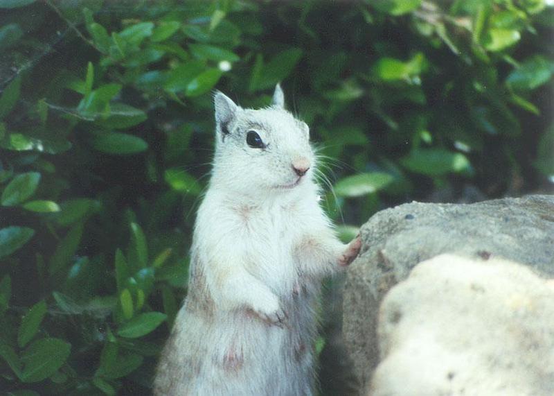 April20 2001-White California Ground Squirrel-by Gregg Elovich.jpg