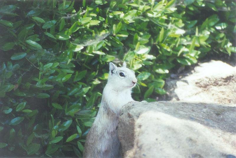 April21 2001-White California Ground Squirrel-by Gregg Elovich.jpg
