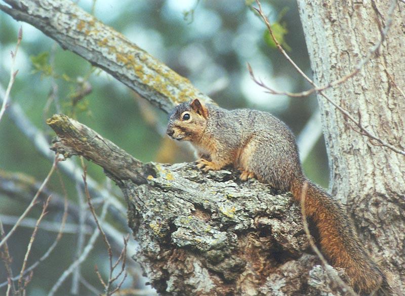 April22 2001-Fox Squirrel on tre-by Gregg Elovich.jpg