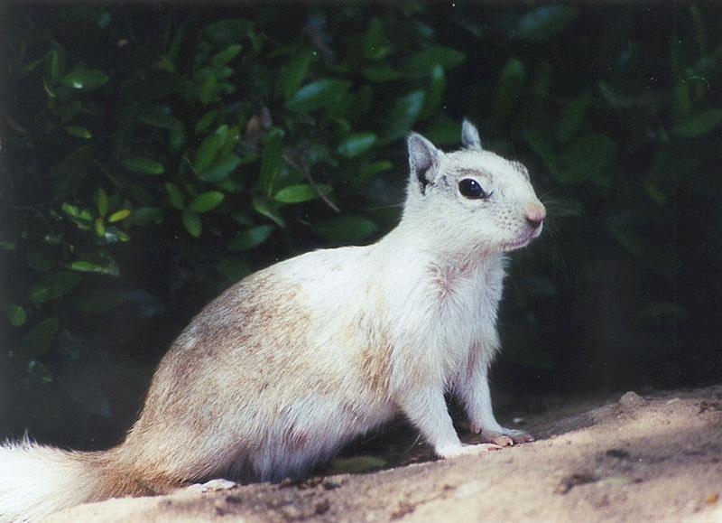 April23 2001-White California Ground Squirrel-by Gregg Elovich.jpg