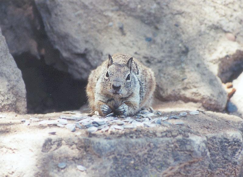 April24 2001-California Ground Squirrel-by Gregg Elovich.jpg