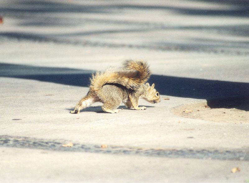 April25 2001-Fox Squirrel nut-by Gregg Elovich.jpg
