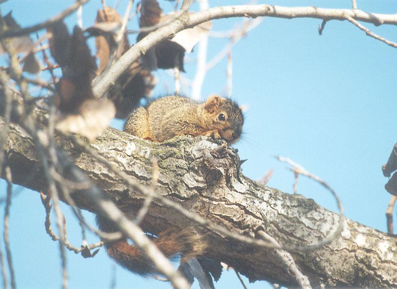 April26 2001-Young Fox Squirrel-by Gregg Elovich.jpg