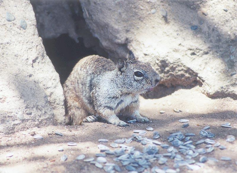 April27 2001-California Ground Squirrel cave entrance-by Gregg Elovich.jpg