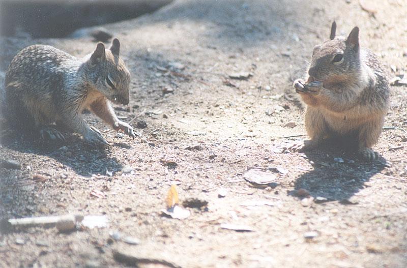 April28 2001-California Ground Squirrels-by Gregg Elovich.jpg