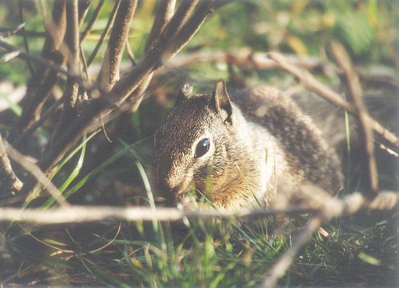 April3 2001-California Ground Squirrel-by Gregg Elovich.jpg