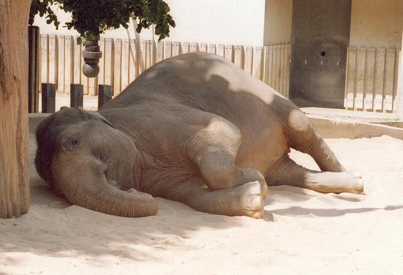 Asian Elephant002-by Ralf Schmode.jpg