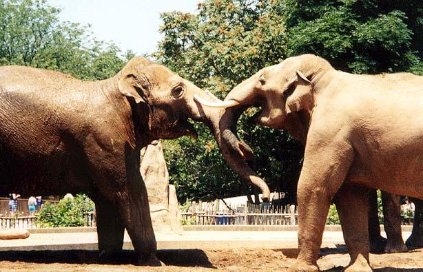 Asian Elephant dominance1-by Denise McQuillen.jpg