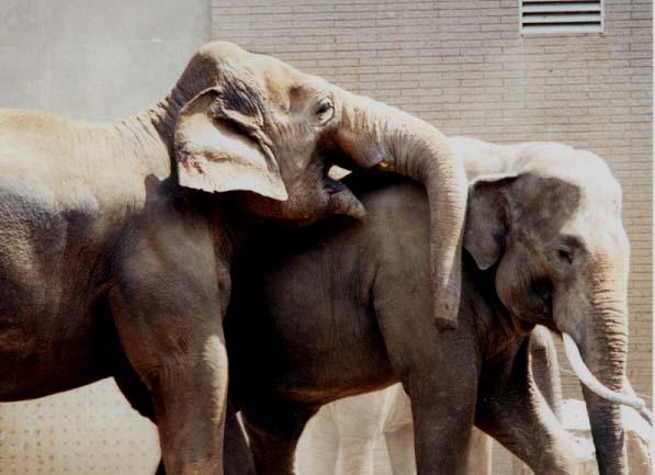 Asian Elephant dominance2-by Denise McQuillen.jpg