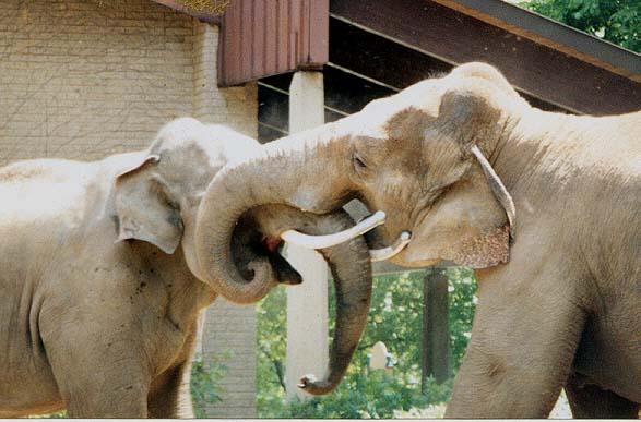 Asian Elephant dominance3-by Denise McQuillen.jpg