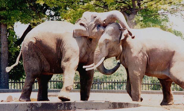 Asian Elephant dominance4-by Denise McQuillen.jpg