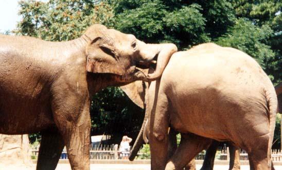 Asian Elephant push trunk-by Denise McQuillen.jpg