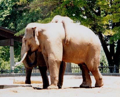 Asian Elephant rest trunk-by Denise McQuillen.jpg