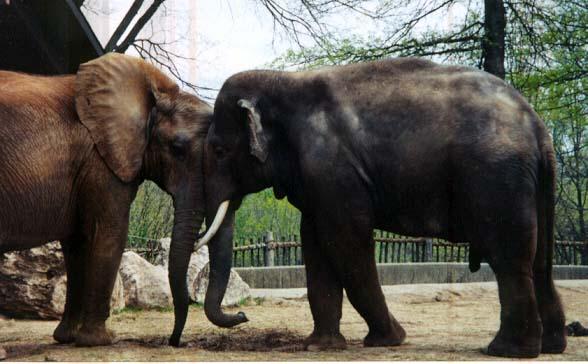 Asian Elephants head push-by Denise McQuillen.jpg