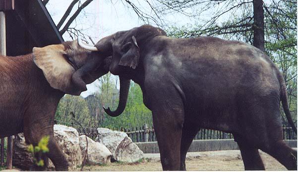 Asian Elephants starting-by Denise McQuillen.jpg