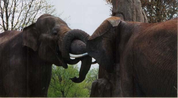 Asian Elephants twined trunks-by Denise McQuillen.jpg