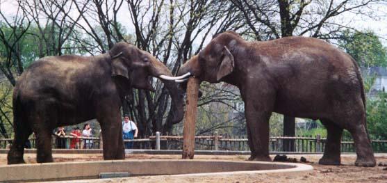 Asian Elephants with pole-by Denise McQuillen.jpg