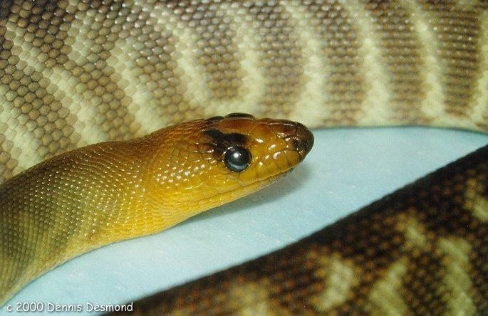 Aspidites ramsayi lg-Australian Python Woma-by Dennis Desmond.jpg