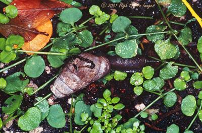 Assasin snail-by Jose Sierra Jr.jpg