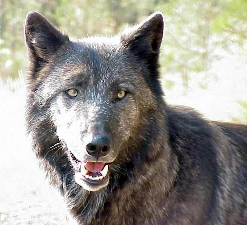 Ayett-Gray Wolf alpha female-by Rick Hobson.jpg