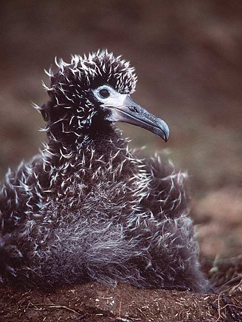 Baby-Albatross young on nest-closeup-by Linda Bucklin.jpg