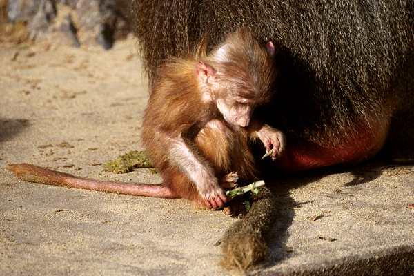 Baby-Gelada Baboon-by Ingrid Schaefer.jpg