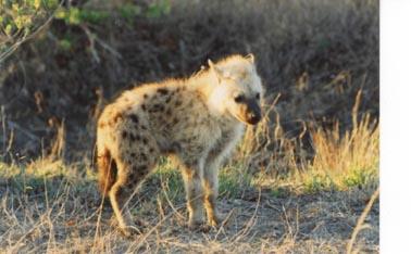 Baby Spotted Hyena-1-by Mark Burrows.jpg
