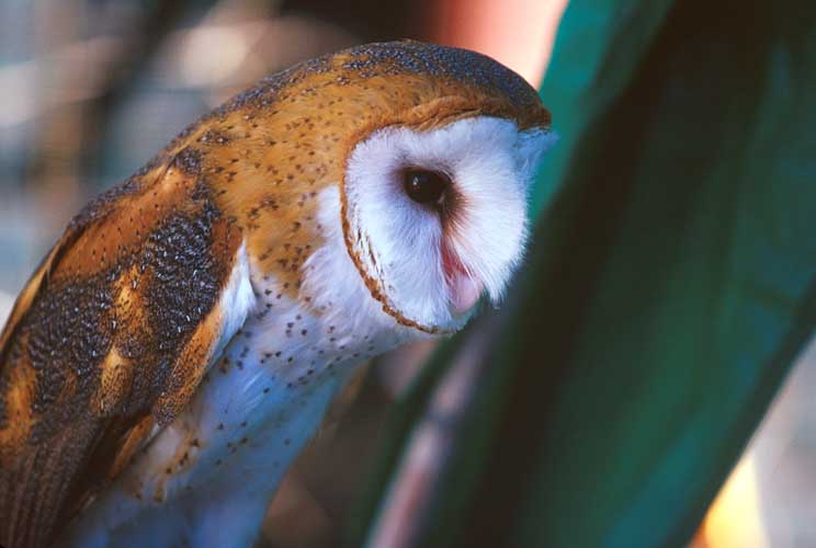 Barn Owl-by Shirley Curtis.jpg
