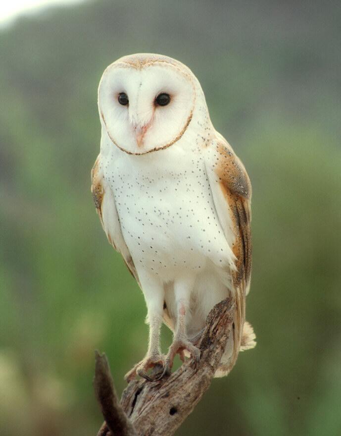Barn owl001-by Ralf Schmode.jpg