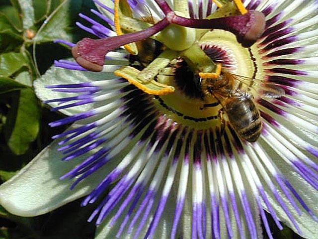 Beeonpassieflora-Honeybee-by Tony Heyman.jpg