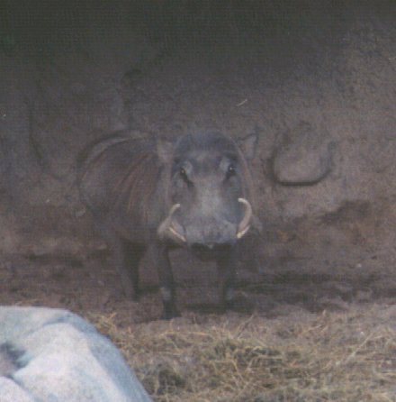 Bess-Warthog-at KC Zoo-by Dan Cowell.jpg