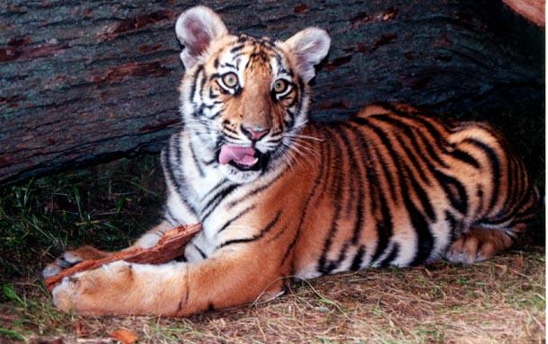 Best tiger cub-by Denise McQuillen.jpg