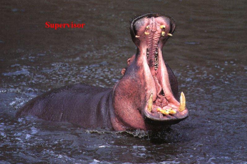 BigMouth-Hippopotamus-nsa19s-by Julius Bergh.jpg