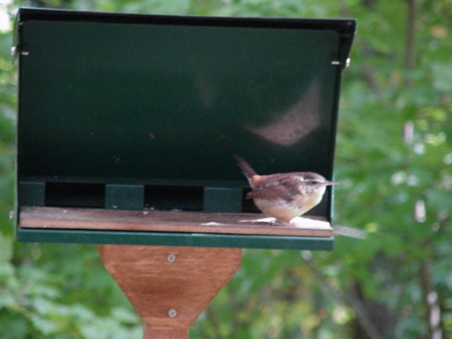 Bird10-California Wren-by Todd Rowe.jpg