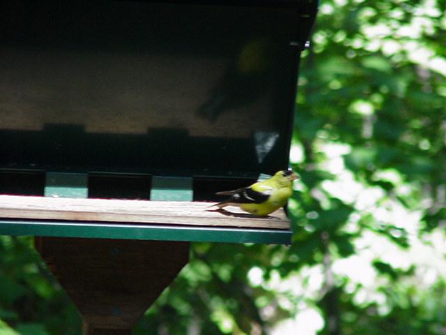 Bird4-American Goldfinch-by Todd Rowe.jpg