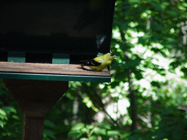 Bird5-American Goldfinch-by Todd Rowe.jpg