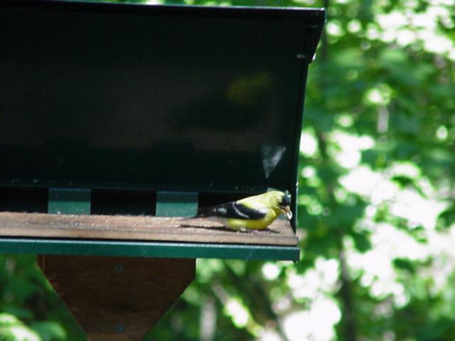 Bird6-American Goldfinch-by Todd Rowe.jpg