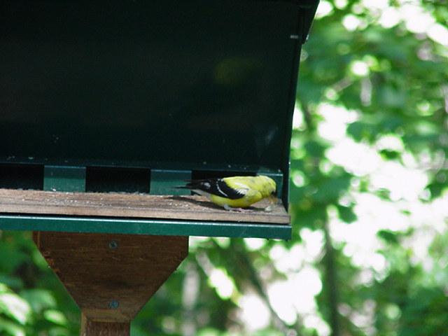 Bird7-American Goldfinch-by Todd Rowe.jpg