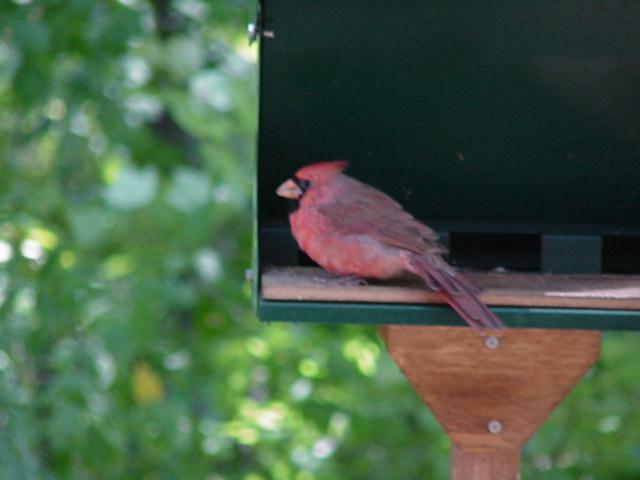 Bird8-Cardinal-by Todd Rowe.jpg
